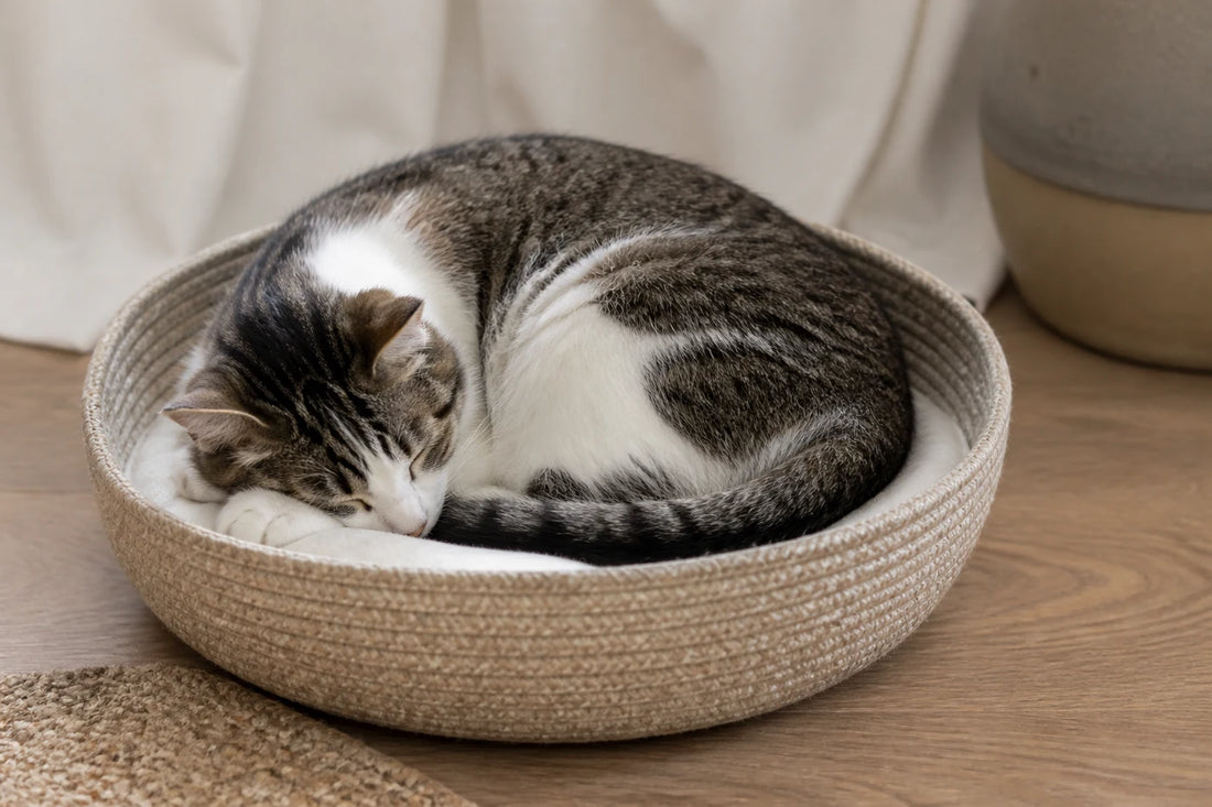 Chat adulte endormi en boule dans un panier à rebords modérés installé dans une pièce calme.
